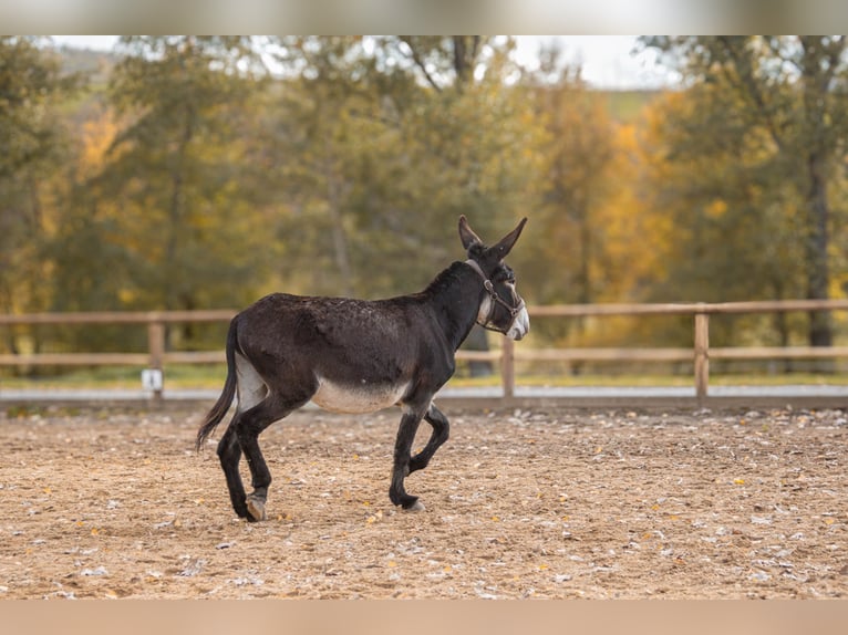 Burro Yegua 8 años 145 cm Castaño oscuro in belmont-sur-rance