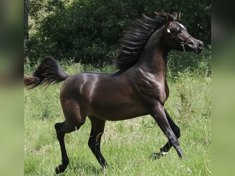 BV Illuminati Arabian horses Stallion Black in Leun