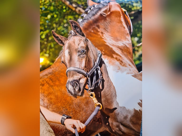 BWP (cheval de sang belge) Étalon 1 Année 160 cm Tobiano-toutes couleurs in Paturages