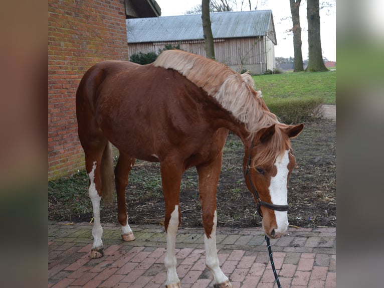 BWP (cheval de sang belge) Étalon 2 Ans 165 cm Alezan in Wildeshausen