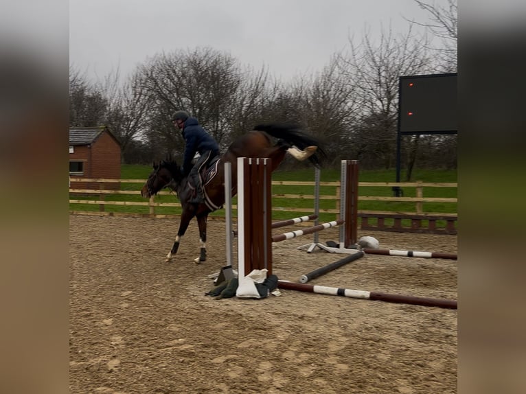 BWP (cheval de sang belge) Étalon 4 Ans 163 cm Bai brun in warwickshire