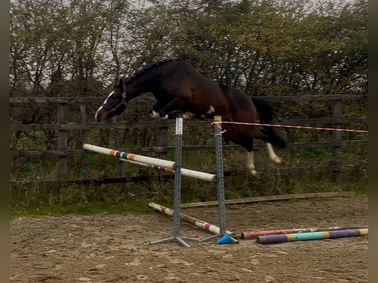 BWP (cheval de sang belge) Étalon 4 Ans 163 cm Bai brun in warwickshire