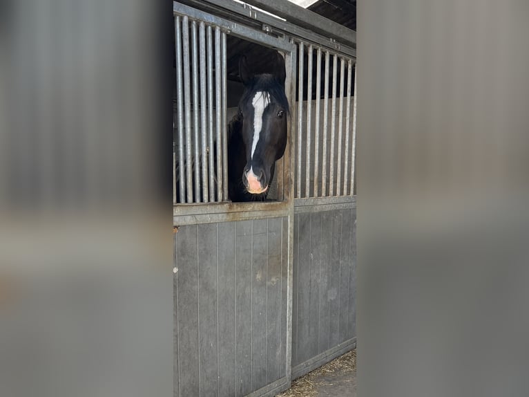 BWP (cheval de sang belge) Étalon 4 Ans 165 cm Bai brun foncé in Agimont