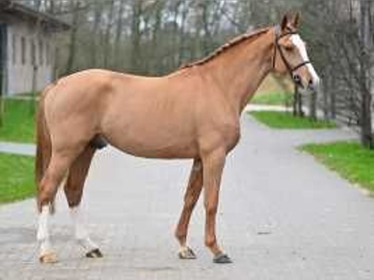 BWP (cheval de sang belge) Étalon 4 Ans 167 cm Alezan brûlé in Sint-Niklaas