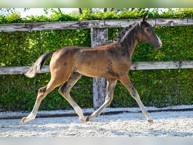 BWP (cheval de sang belge) Étalon Poulain (06/2024) Bai cerise in Oud-Heverlee