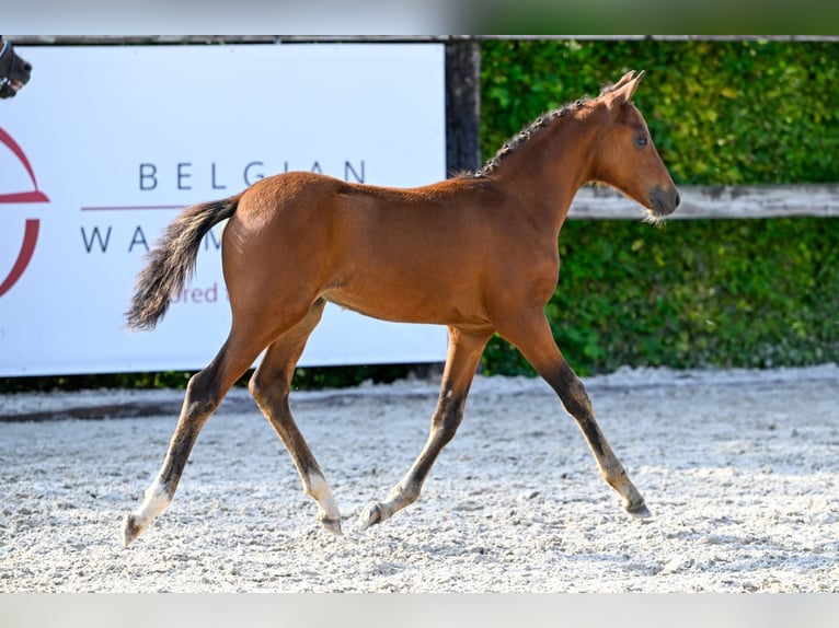 BWP (cheval de sang belge) Étalon Poulain (05/2024) Bai cerise in Oud-Heverlee