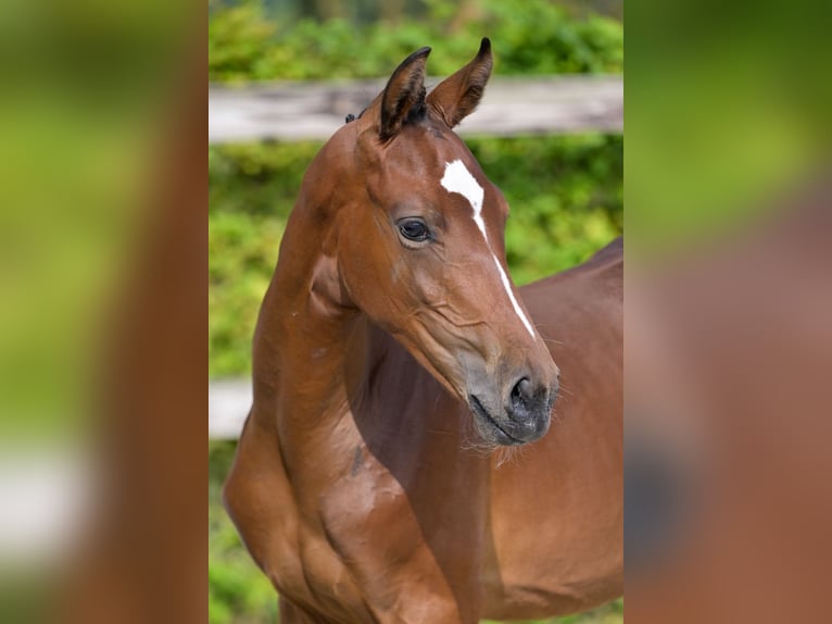 BWP (cheval de sang belge) Étalon Poulain (05/2024) Bai cerise in Oud-Heverlee