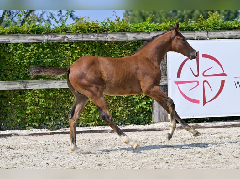 BWP (cheval de sang belge) Étalon Poulain (06/2024) Bai cerise in Oud-Heverlee