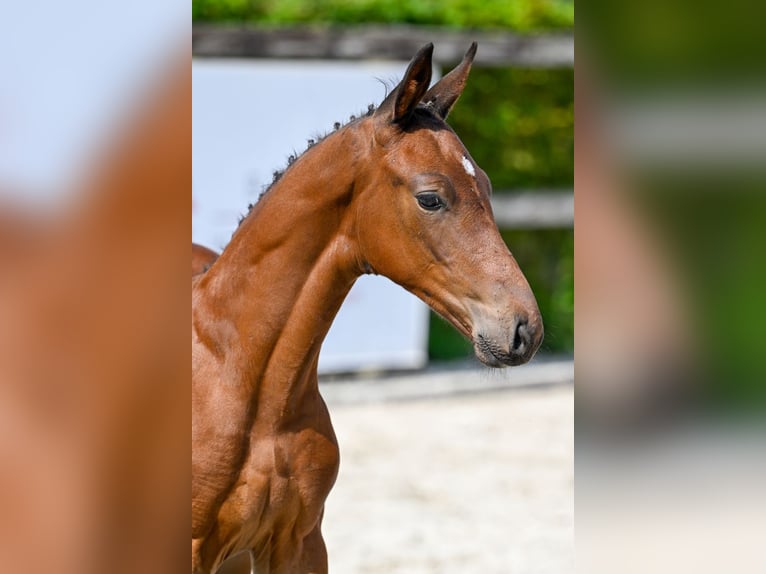 BWP (cheval de sang belge) Étalon Poulain (07/2024) Bai cerise in Oud-Heverlee