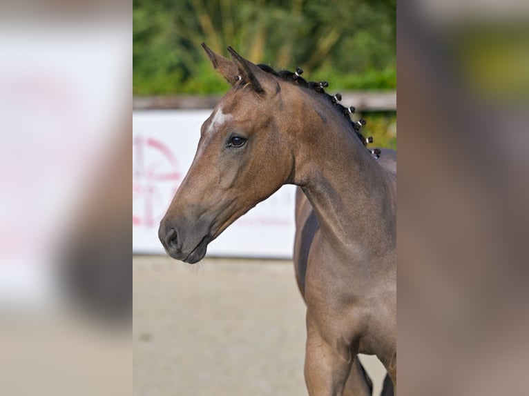 BWP (cheval de sang belge) Étalon Poulain (04/2024) Gris in Oud-Heverlee