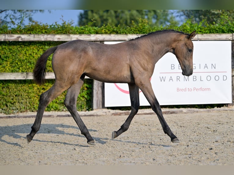 BWP (cheval de sang belge) Étalon Poulain (04/2024) Gris in Oud-Heverlee