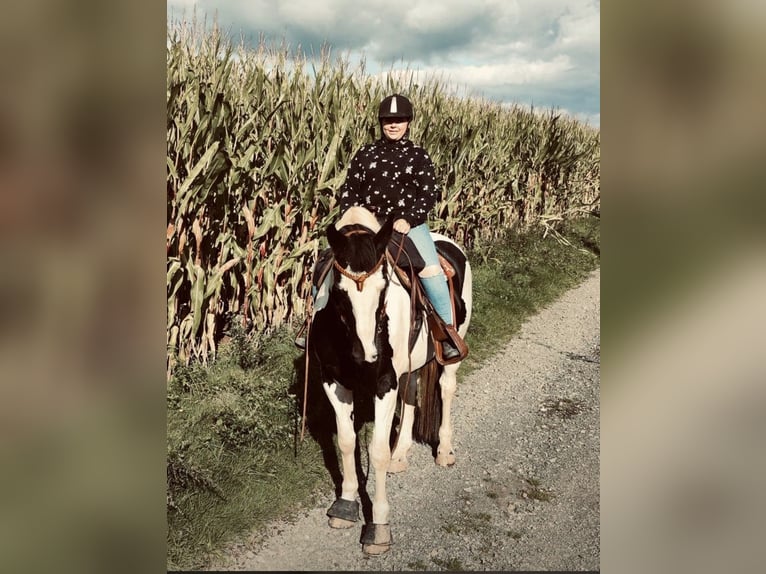 BWP (cheval de sang belge) Croisé Hongre 10 Ans 165 cm Pinto in Merchweiler