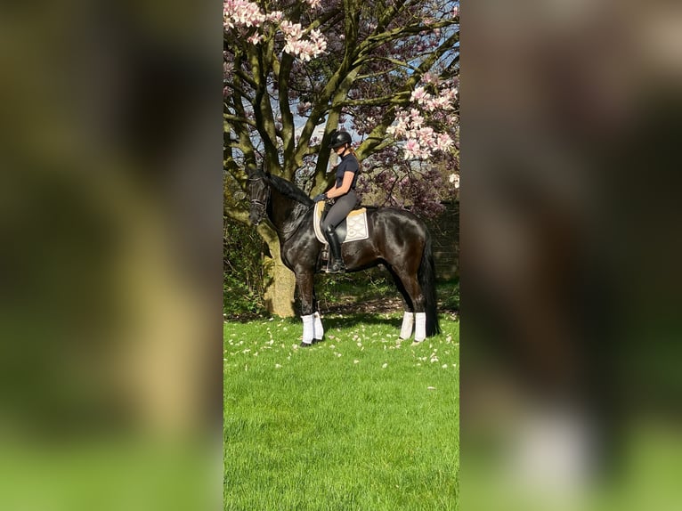 BWP (cheval de sang belge) Hongre 10 Ans 180 cm Noir in Waremme