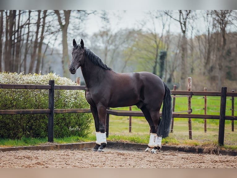 BWP (cheval de sang belge) Hongre 10 Ans 180 cm Noir in Waremme