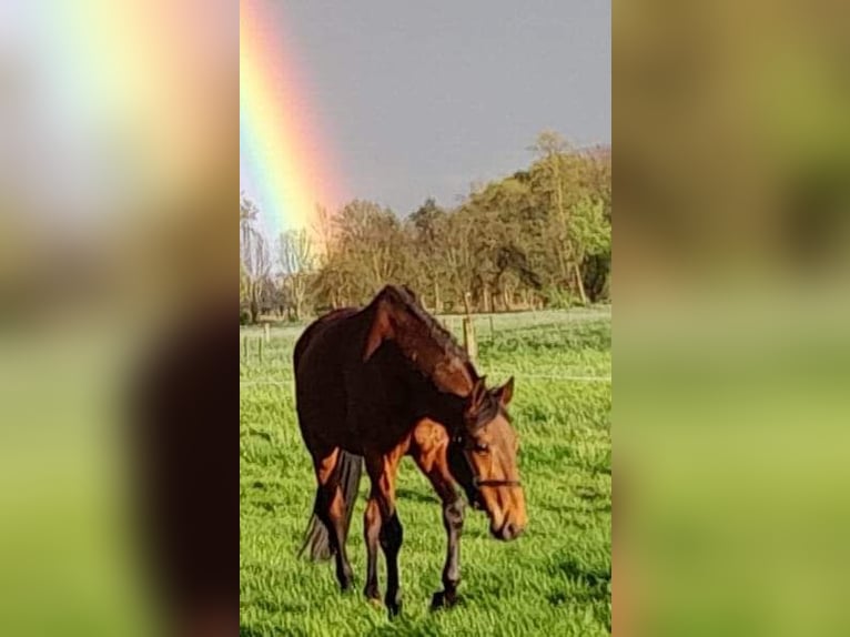 BWP (cheval de sang belge) Hongre 10 Ans Bai brun in Linnich