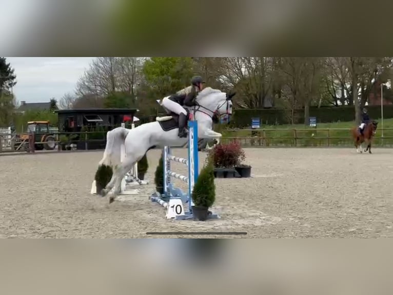 BWP (cheval de sang belge) Hongre 11 Ans 170 cm in Molenbeersel
