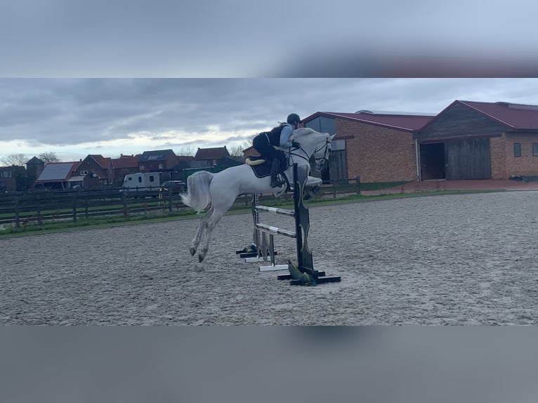 BWP (cheval de sang belge) Hongre 11 Ans 170 cm in Molenbeersel