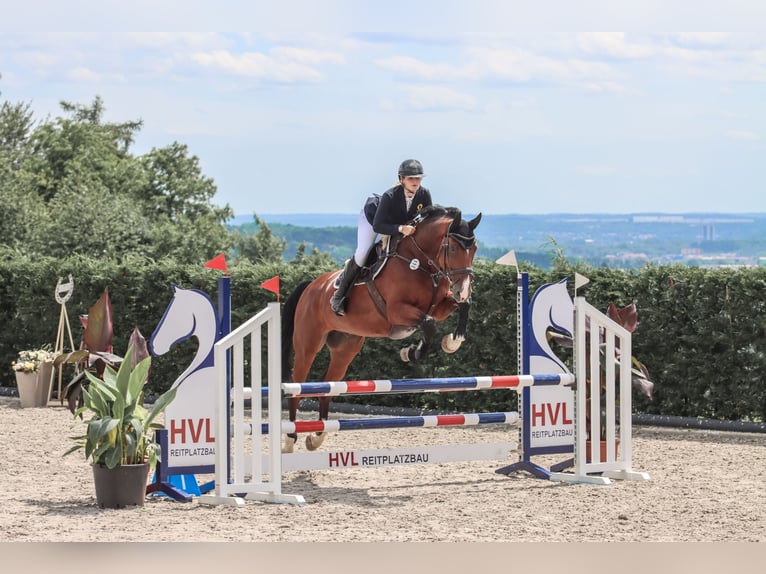 BWP (cheval de sang belge) Hongre 12 Ans 170 cm Bai in Beckingen