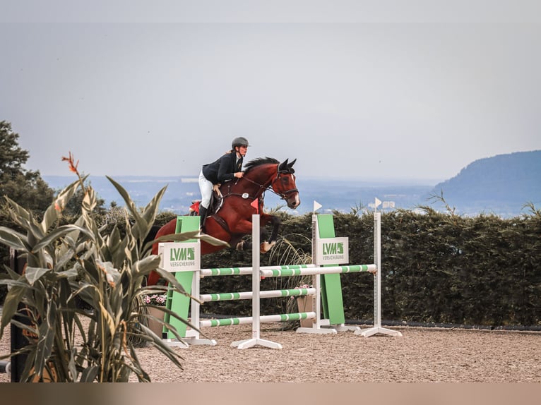 BWP (cheval de sang belge) Hongre 12 Ans 170 cm Bai in Beckingen