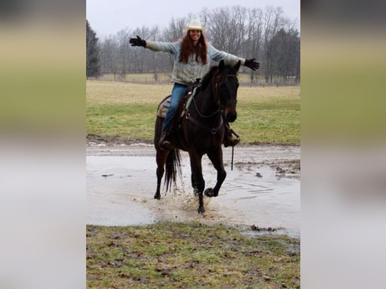 BWP (cheval de sang belge) Hongre 13 Ans Bai cerise in Howell