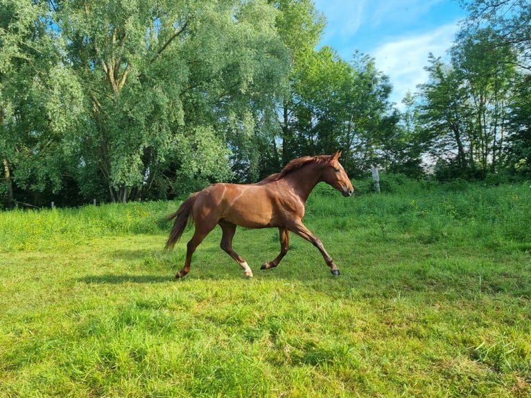 BWP (cheval de sang belge) Hongre 4 Ans 156 cm Alezan brûlé in Louviers