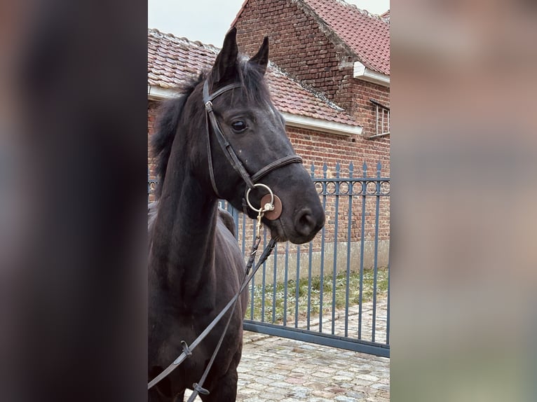 BWP (cheval de sang belge) Hongre 4 Ans 162 cm Noir in Denderhoutem