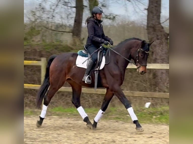 BWP (cheval de sang belge) Hongre 4 Ans 170 cm Bai brun foncé in Bornem