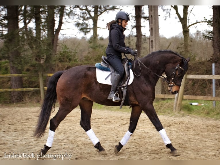 BWP (cheval de sang belge) Hongre 4 Ans 170 cm Bai brun foncé in Bornem