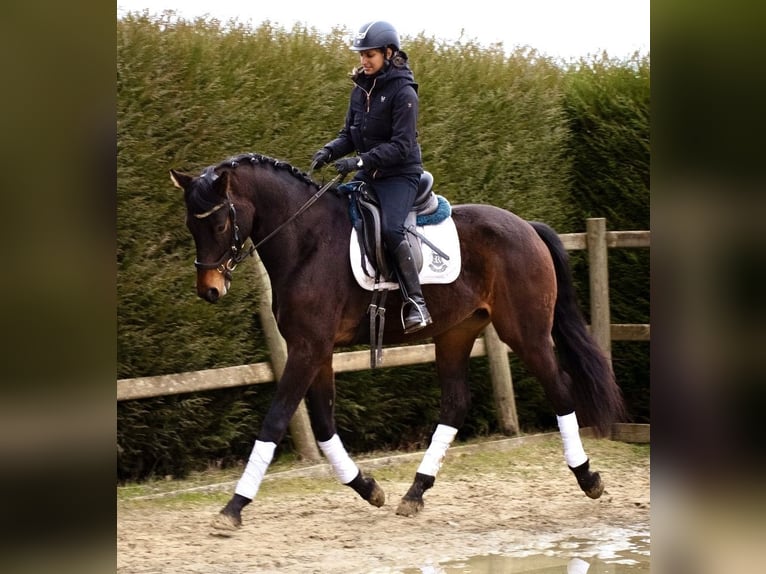 BWP (cheval de sang belge) Hongre 4 Ans 170 cm Bai brun foncé in Bornem