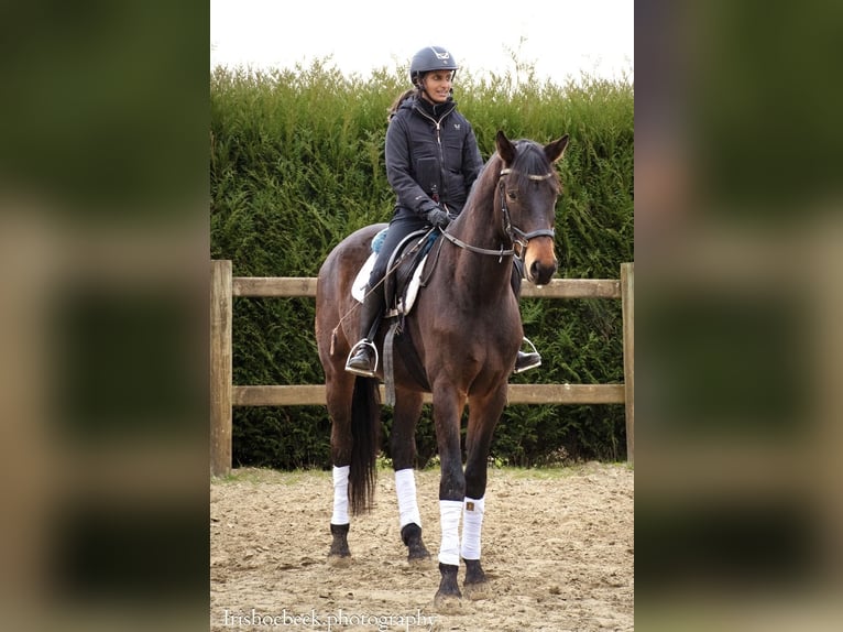 BWP (cheval de sang belge) Hongre 4 Ans 170 cm Bai brun foncé in Bornem