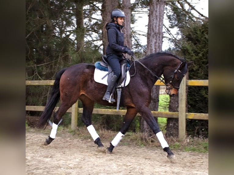 BWP (cheval de sang belge) Hongre 4 Ans 170 cm Bai brun foncé in Bornem