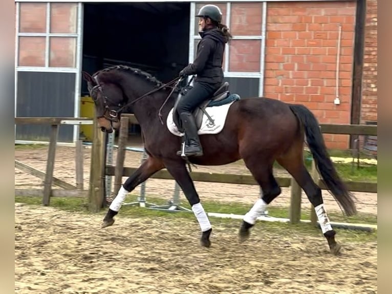 BWP (cheval de sang belge) Hongre 4 Ans 170 cm Bai brun foncé in Bornem