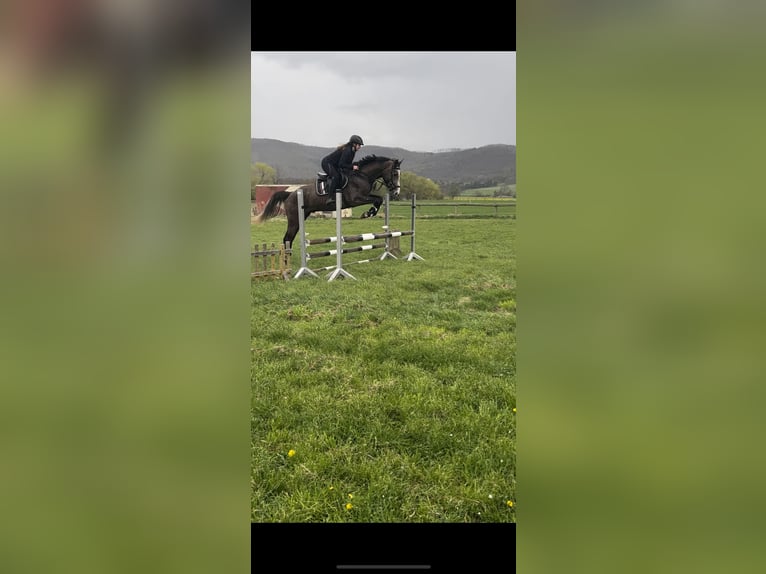 BWP (cheval de sang belge) Hongre 4 Ans 170 cm Gris in Bad Harzburg