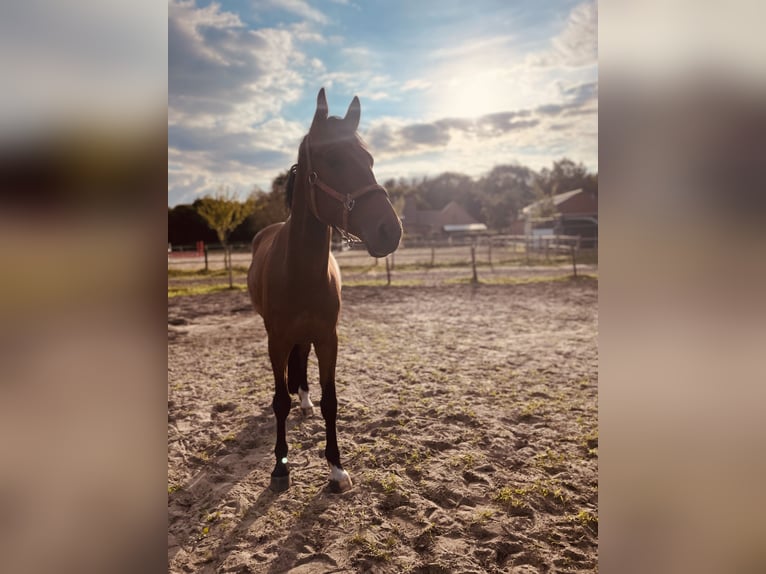 BWP (cheval de sang belge) Hongre 5 Ans 165 cm Bai in Brecht