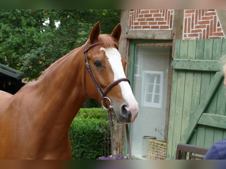 BWP (cheval de sang belge) Hongre 5 Ans 166 cm Alezan in Egestorf