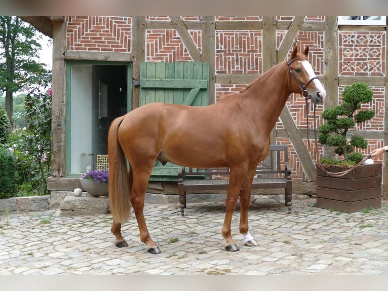 BWP (cheval de sang belge) Hongre 5 Ans 166 cm Alezan in Egestorf