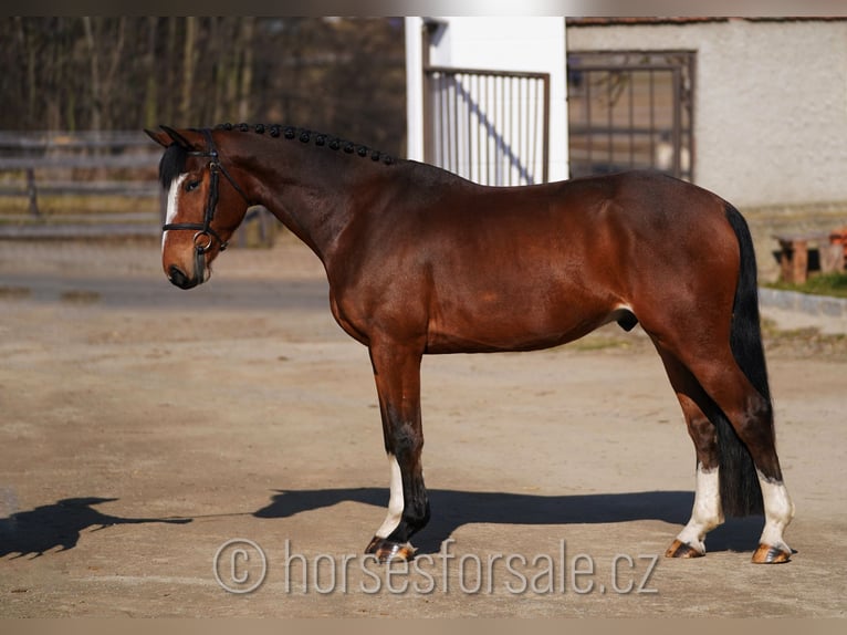 BWP (cheval de sang belge) Hongre 5 Ans 166 cm Bai in Benesov