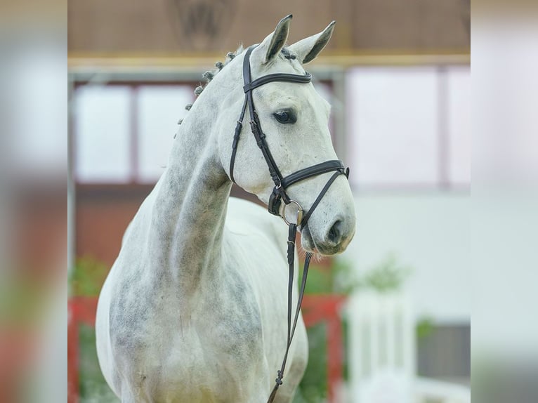 BWP (cheval de sang belge) Hongre 5 Ans Gris in Münster-Handorf