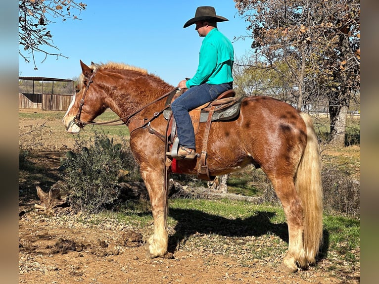 BWP (cheval de sang belge) Hongre 6 Ans 168 cm Alezan brûlé in Jacksboro, TX