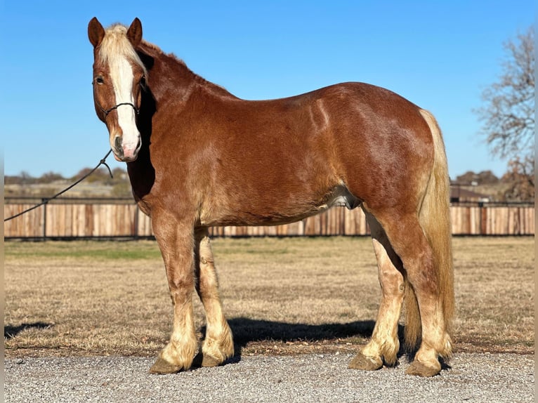 BWP (cheval de sang belge) Hongre 6 Ans 168 cm Alezan brûlé in Jacksboro, TX