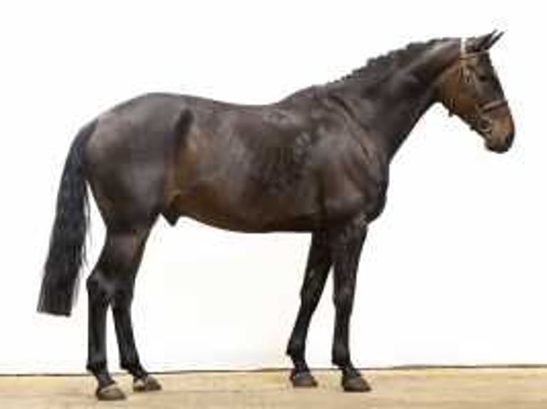 BWP (cheval de sang belge) Hongre 6 Ans 175 cm Bai in Waddinxveen