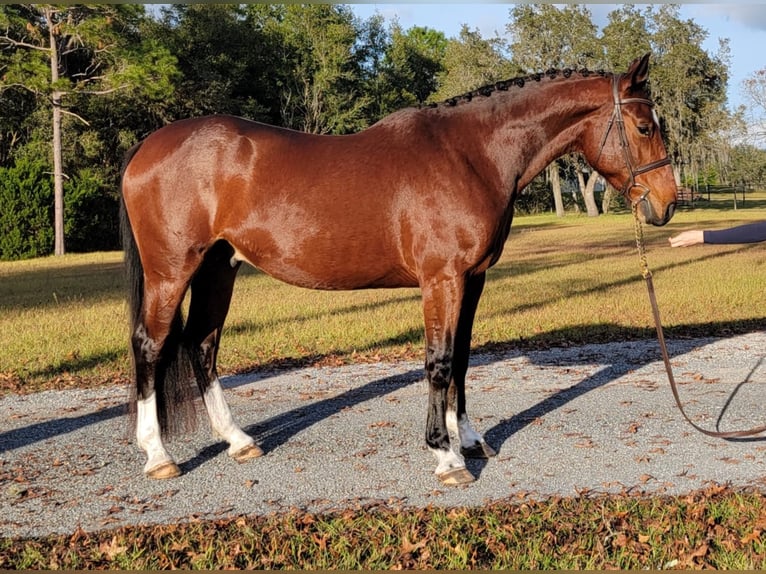 BWP (cheval de sang belge) Hongre 6 Ans Bai cerise in Brooksville, FL