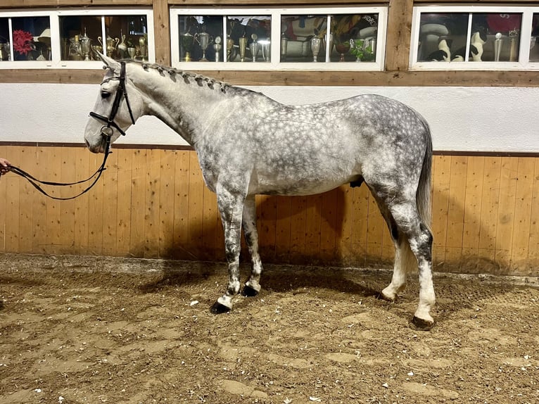 BWP (cheval de sang belge) Hongre 6 Ans Gris pommelé in Wächtersbach