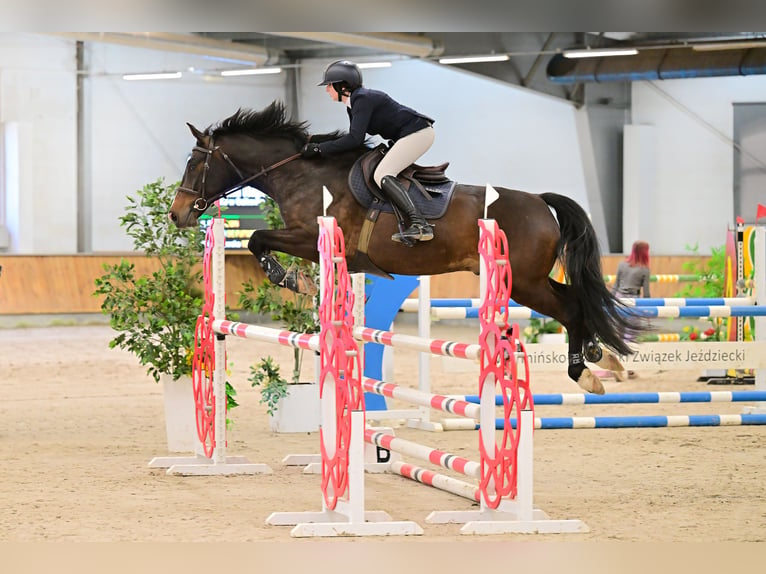 BWP (cheval de sang belge) Hongre 7 Ans 166 cm Bai brun foncé in Jonkowo