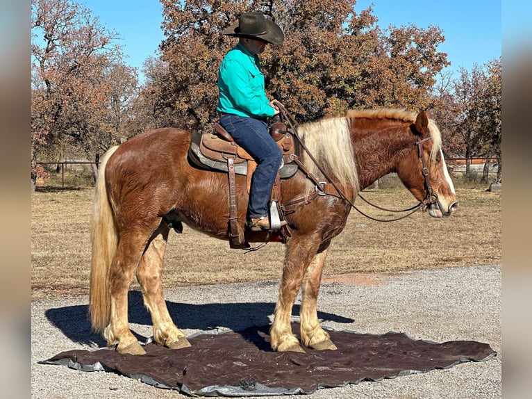 BWP (cheval de sang belge) Hongre 7 Ans 168 cm Alezan brûlé in Jacksboro, TX