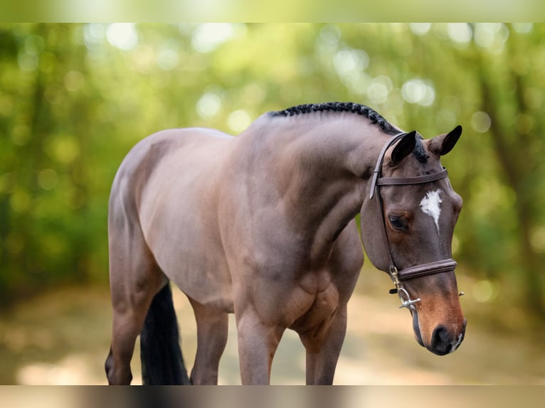 BWP (cheval de sang belge) Hongre 8 Ans 168 cm Bai in GROTE-BROGEL