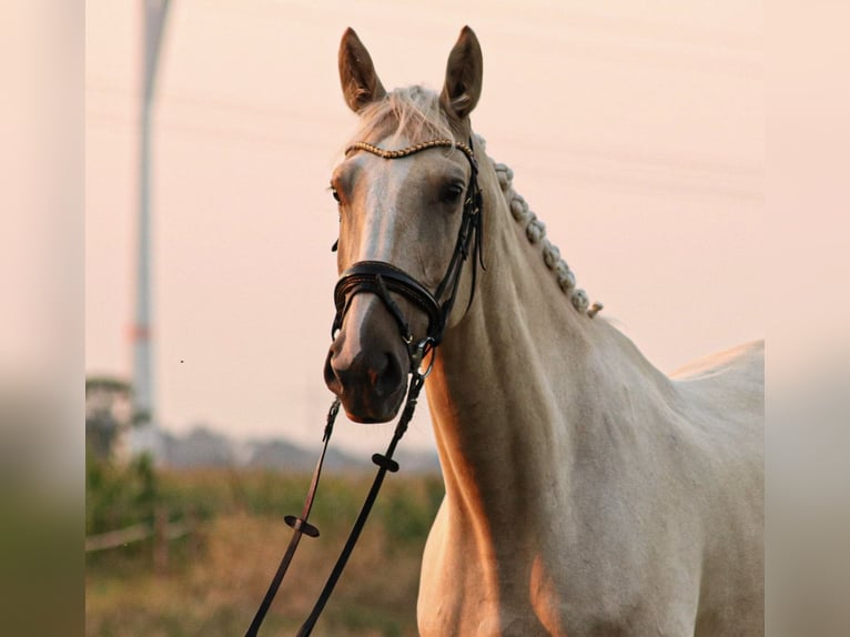 BWP (cheval de sang belge) Hongre 8 Ans 172 cm Palomino in Brake