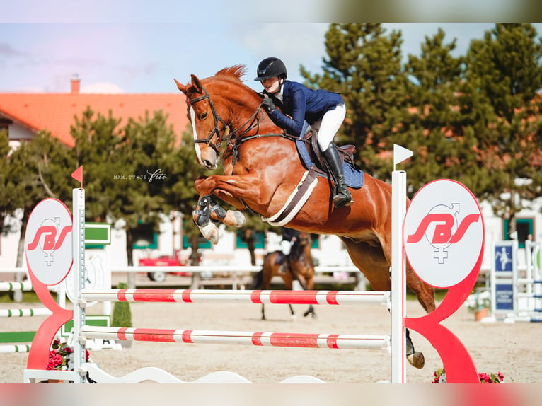 BWP (cheval de sang belge) Hongre 9 Ans 168 cm Alezan brûlé in Trenčín