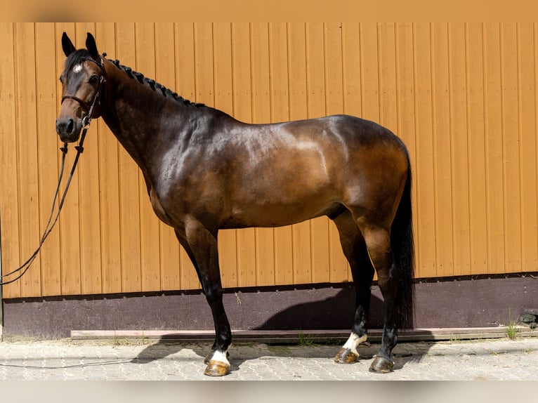 BWP (cheval de sang belge) Hongre 9 Ans 168 cm Bai in Windeck