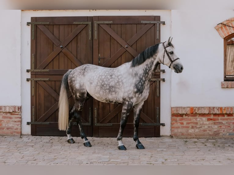 BWP (cheval de sang belge) Hongre 9 Ans 168 cm Gris in Kórnik